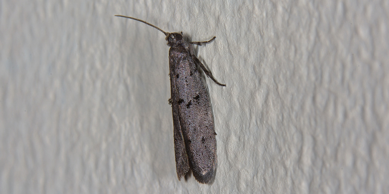 Gelechiidae?